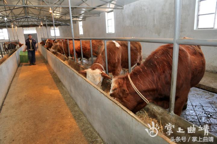 会泽黑土肉牛养殖基地,会泽县肉牛养殖