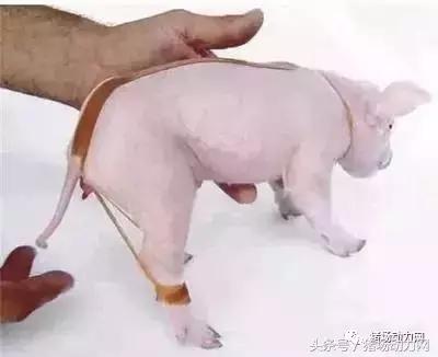 仔猪抖抖是什么原因,仔猪抖抖病治疗方法