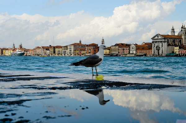 意大利商务签证能考驾照吗,意大利商务签证可以自由行吗