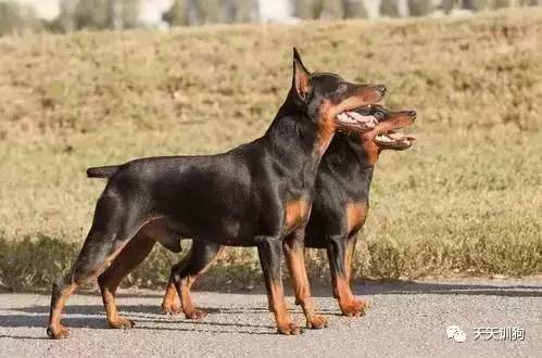 城市饲养的看护犬,看护厂房用什么犬好