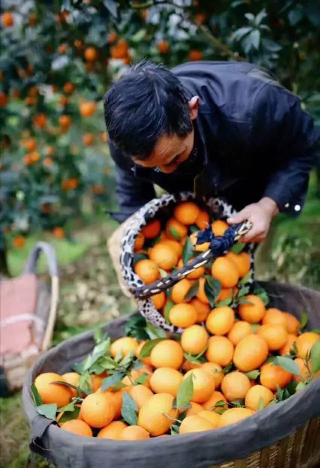 橙中贵族，美味之最：伦晚