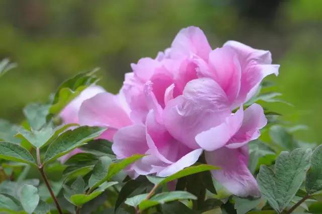 夜读｜谷雨：开到荼蘼花事了丝丝夭棘出莓墙