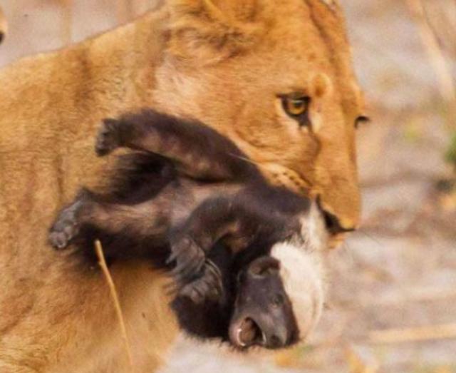 蜜獾平头哥战老虎,最大蜜獾平头哥