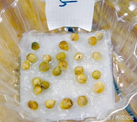 有了种子怎么种菜,有几种种植方法