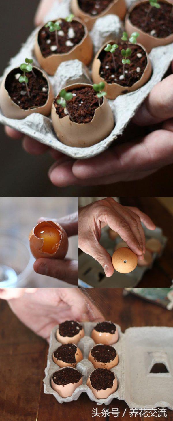 有了种子怎么种菜,有几种种植方法