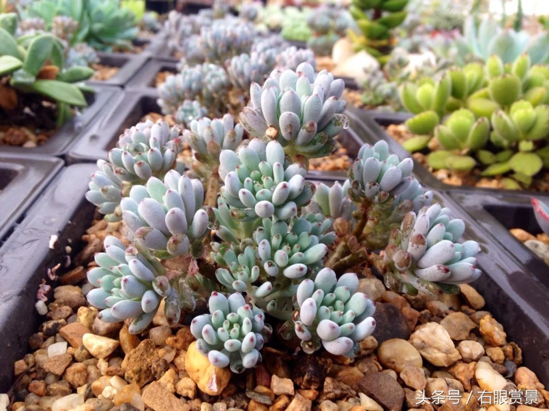 精品多肉颗颗都是韩版欧货老桩让您大呼过瘾