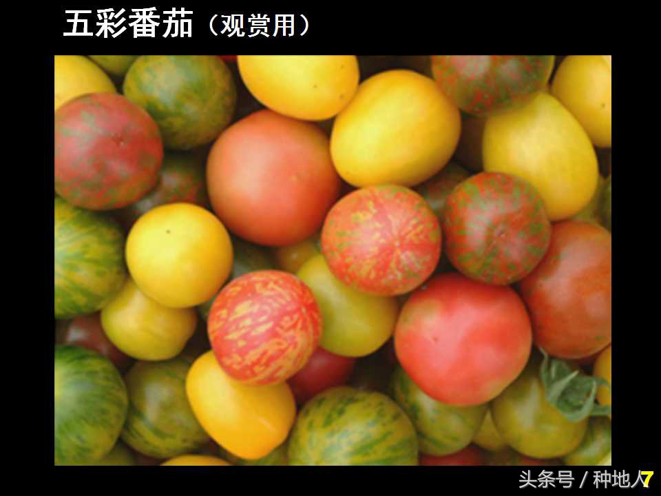 看看高手如何做管理的,看看山东大棚甜瓜种植技术