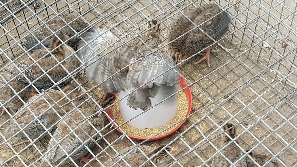 唐山市乐亭县大集,河北唐山乐亭大集