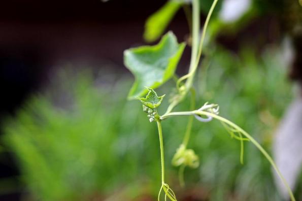 鼻炎很好治，一用就见效