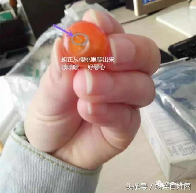 尖叫！一位女孩吃樱桃，看着蛆从里面爬了出来……