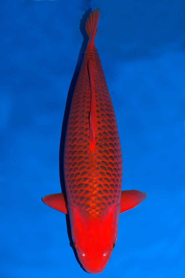 甲硝唑可以治疗锦鲤鱼凸眼吗,锦鲤鱼凸眼鱼胸肿胀什么问题