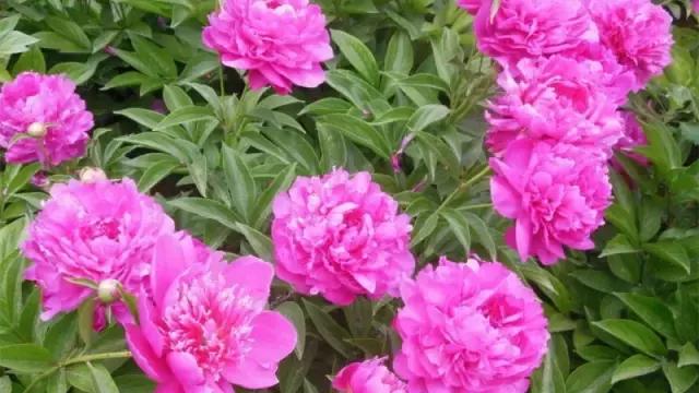 花木博览园一日游,春季游玩博览会