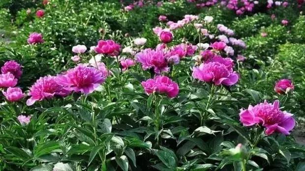 花木博览园一日游,春季游玩博览会