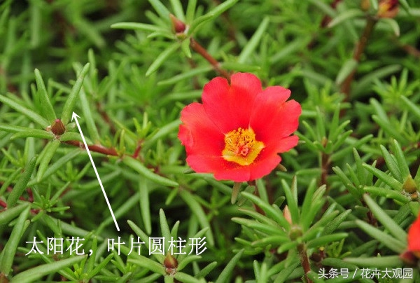 盘点哪些优美的花又不常见,盘点那些不好看的花