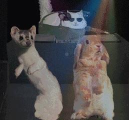 烧焦的食物能吃吗,烧焦的东西吃了会致癌吗