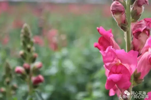 美丽的金鱼草花海,金鱼草花海