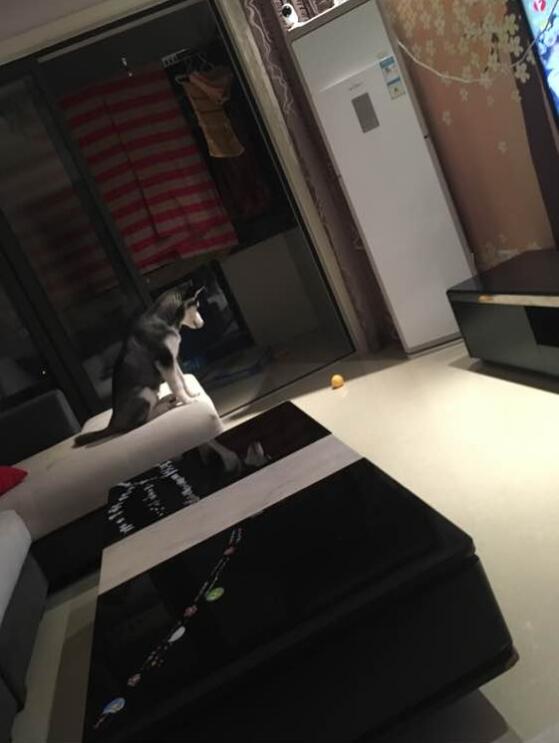 哈士奇该如何训练不拆家呢,怎么训练哈士奇在家不拆家