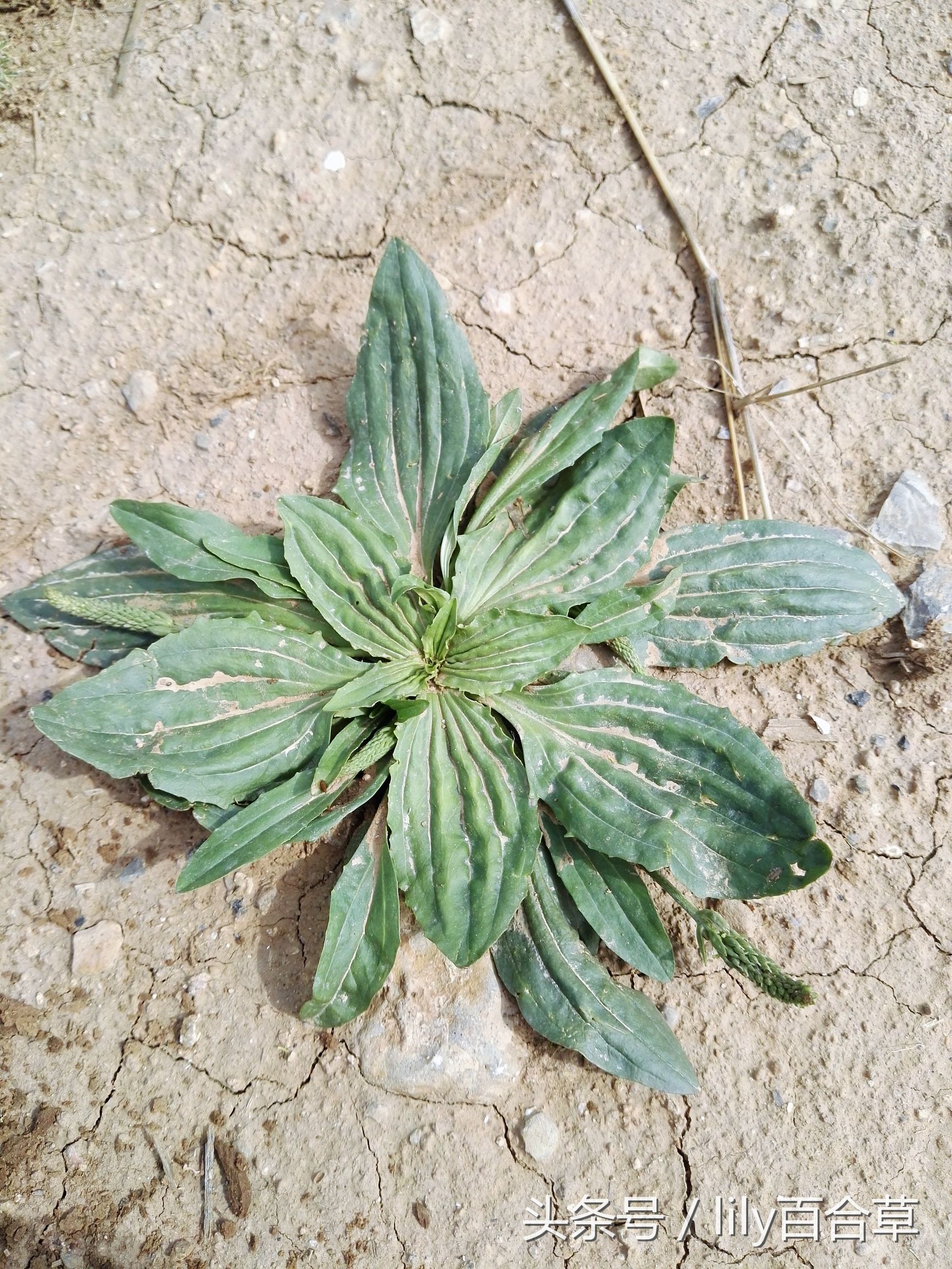 车前草木瓜干薏米治疗痛风,玉米须和车前草能治痛风吗