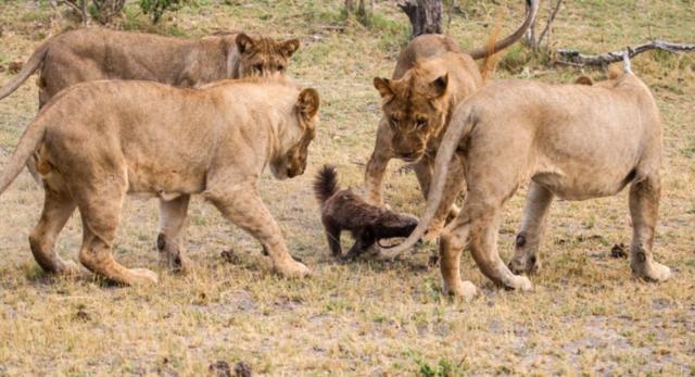 蜜獾平头哥战老虎,最大蜜獾平头哥