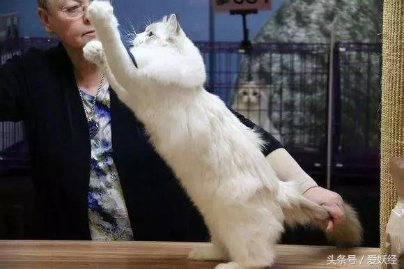 爱妖经｜赛场猫咪同款用品，主子们都拒绝不了的诱惑