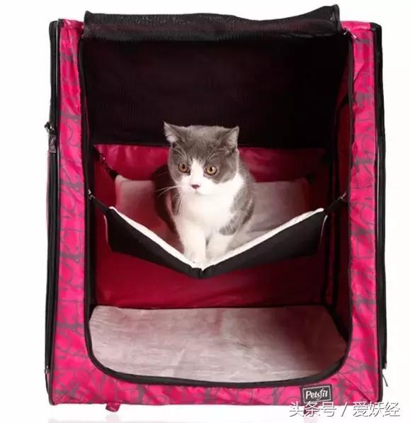 爱妖经｜赛场猫咪同款用品，主子们都拒绝不了的诱惑