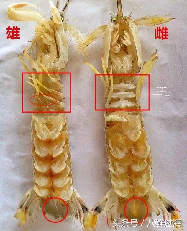 丹东腌制皮皮虾濑尿虾,濑尿虾好吃还是皮皮虾好吃