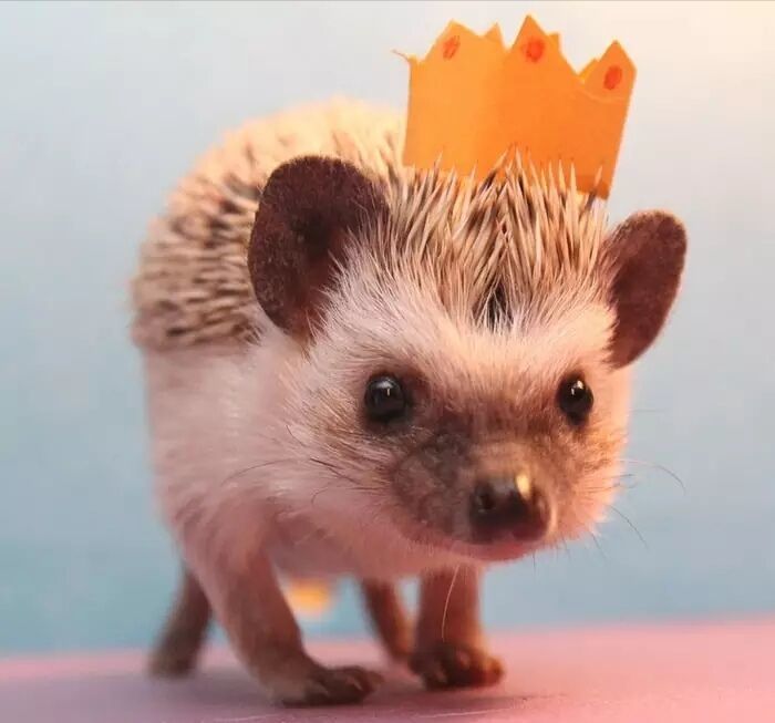 养一只刺猬,这么可爱的刺猬你也想养一只吗