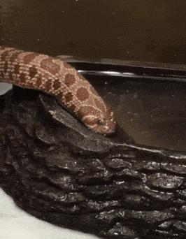 哥们，世界纪录倒没破，结果把自己给玩完了