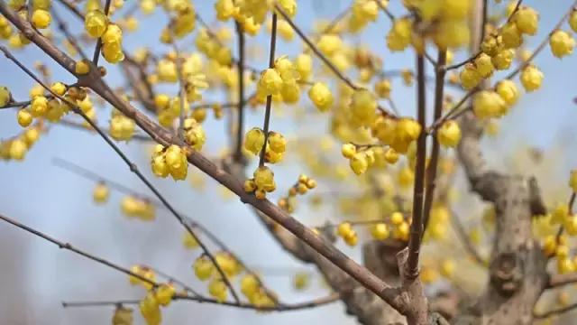 花木博览园一日游,春季游玩博览会