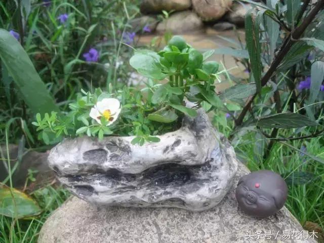 陶瓷花盆适合种什么花,仿瓷的花盆养花好吗