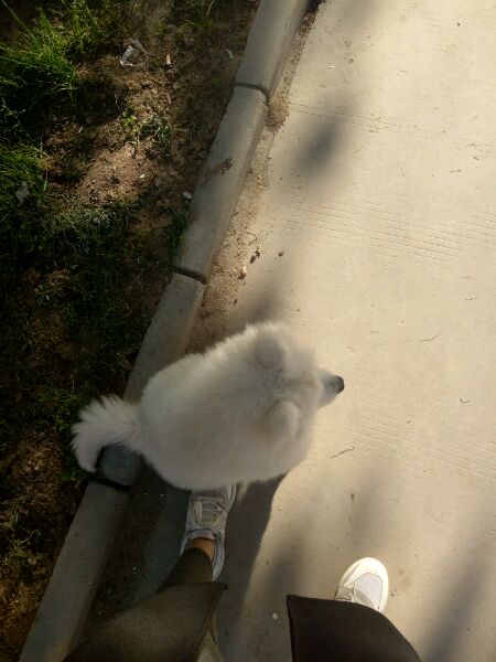 萨摩耶特别粘人怎么解决,萨摩耶特别粘人怎么办