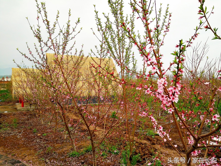 西安桃花花海旅游节,西安长安桃花园景区