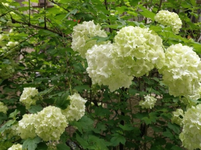 买花卉绿植盆栽避坑,花卉盆栽怎么买