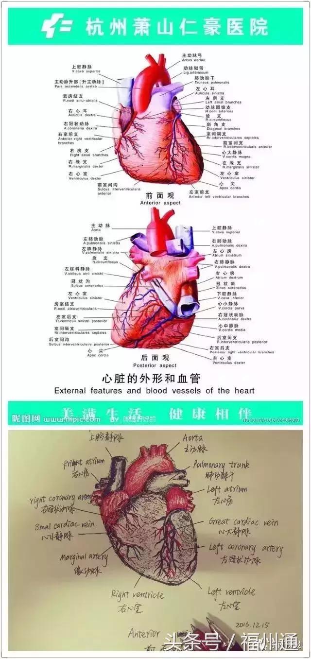 这美女厉害了!福州女大学生手绘人体解剖图太逼真!