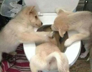 道格队长丨狗狗的行为纠正12期丨夭寿啦！我家狗又在吃屎啦