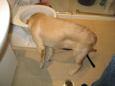 道格队长丨狗狗的行为纠正12期丨夭寿啦！我家狗又在吃屎啦