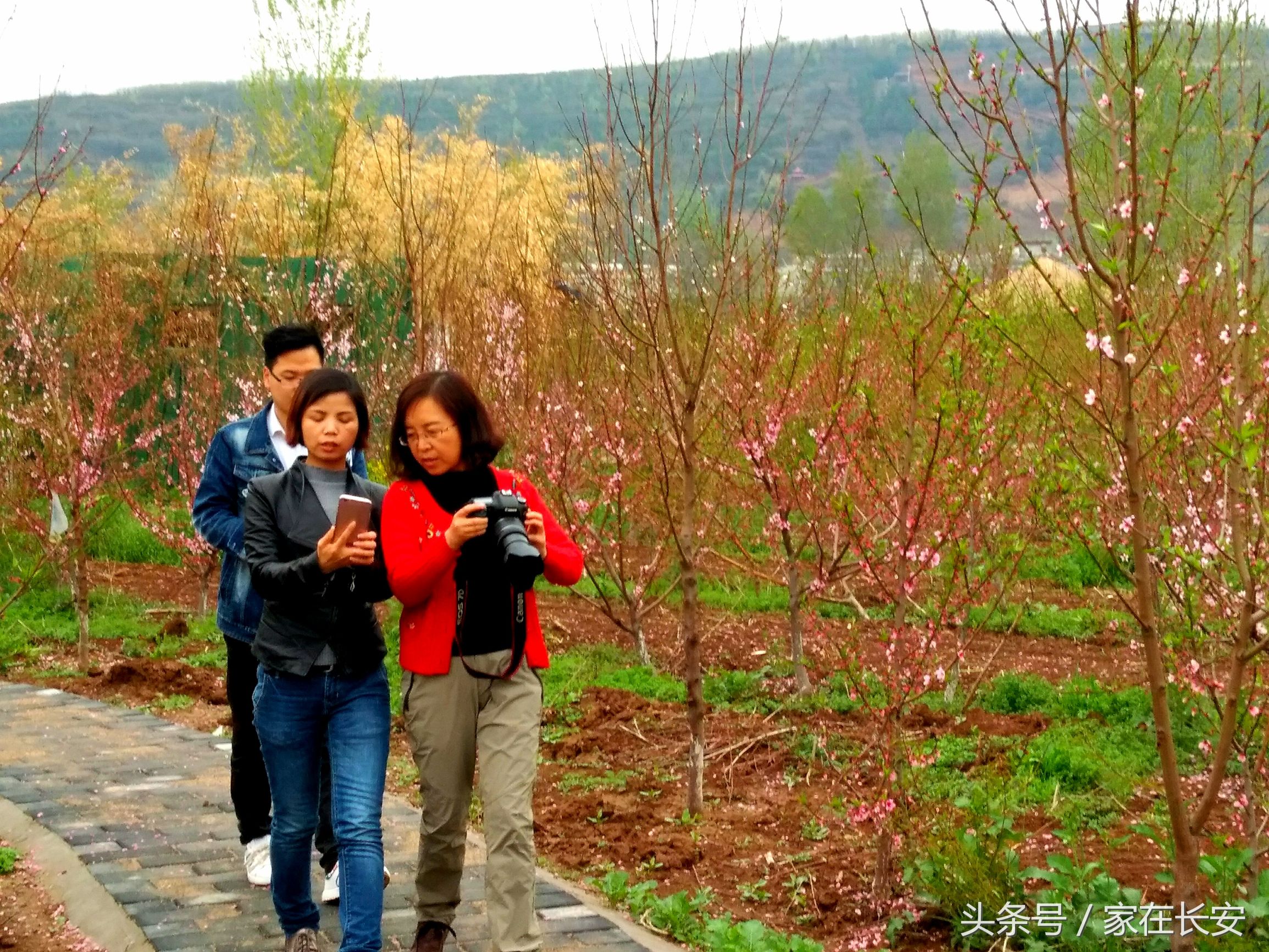 西安城南,樊川胜景人面桃花园,2017年4月29日隆重开园!