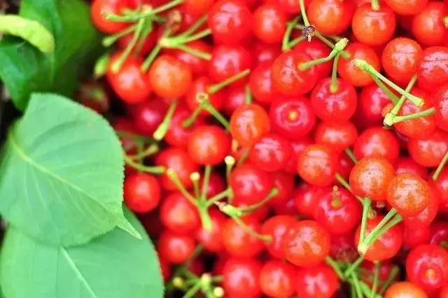 成都周边哪里樱桃最好吃,成都樱桃采摘园附近最近地方