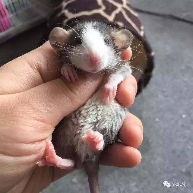 这家公司在办公室里养了十几只宠物员工幸福指数真高