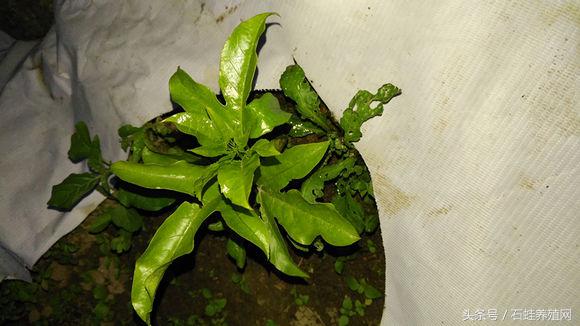 石蛙养殖致富经营方案,石蛙养殖投资收益