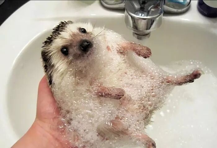 养一只刺猬,这么可爱的刺猬你也想养一只吗