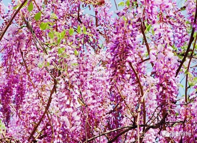 紫藤挂云木，香风留美人——林州龙凤山公园的紫藤花开了！