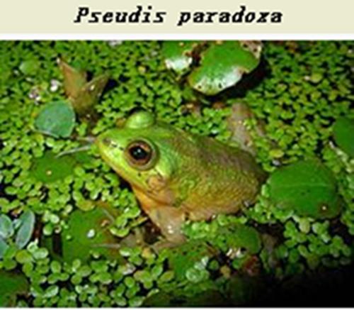 你知道蝌蚪是如何变成青蛙的吗,蝌蚪为什么要变成馒头蛙