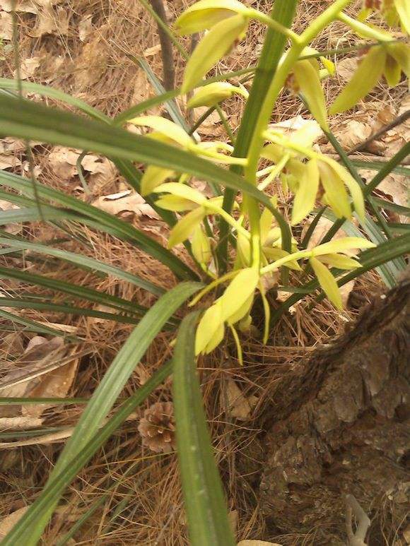 三门峡卢氏野生细叶松针蕙兰,三门峡卢氏黑皮大宽叶野生蕙兰