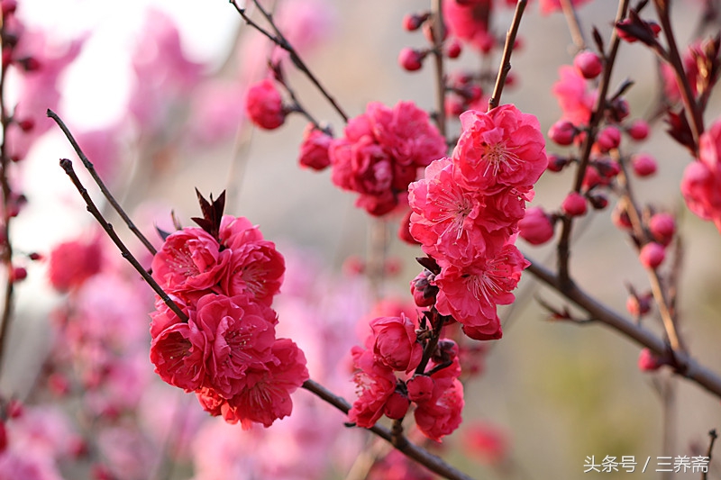 忆江南平仄填词,宋词填词模板忆江南
