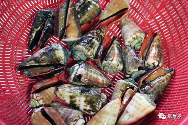 贝类海鲜的品种及图片大全,常见的贝类海鲜图片大全及名称