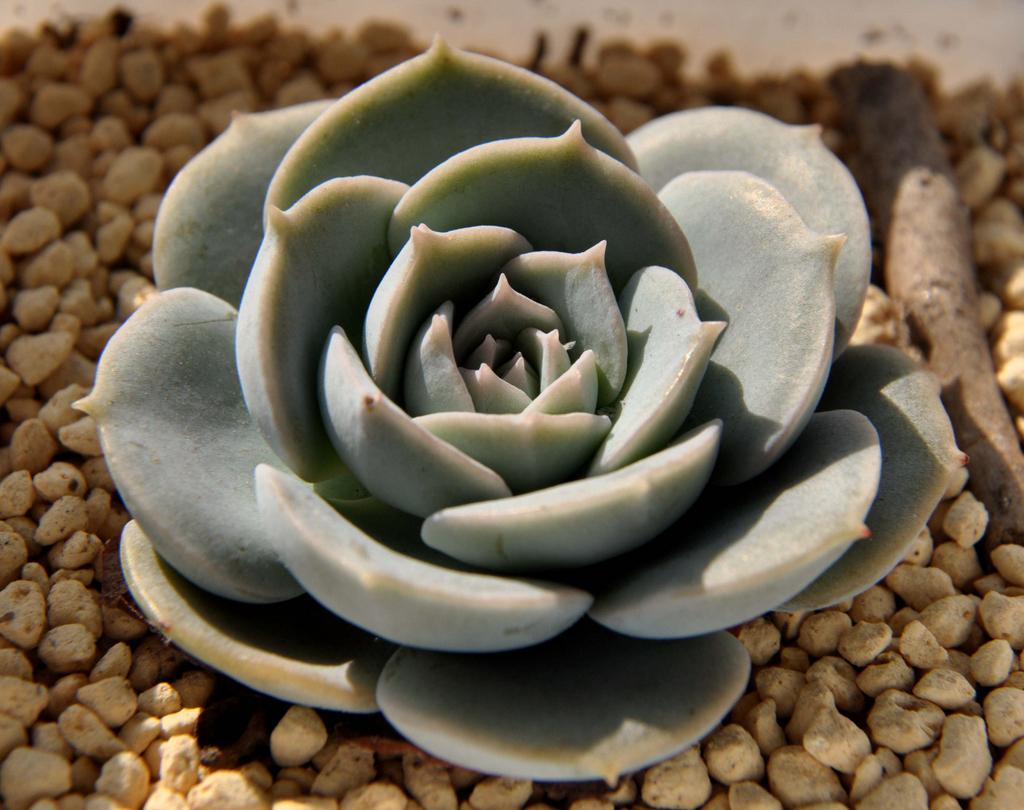 多肉植物可以吃吗,所有多肉植物可以吃吗