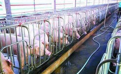 猪人工授精基本操作要点,生猪人工授精简易操作规程