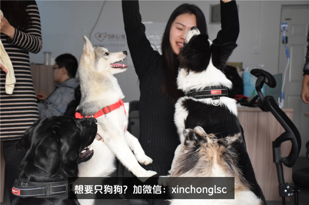 这家公司在办公室里养了十几只宠物员工幸福指数真高