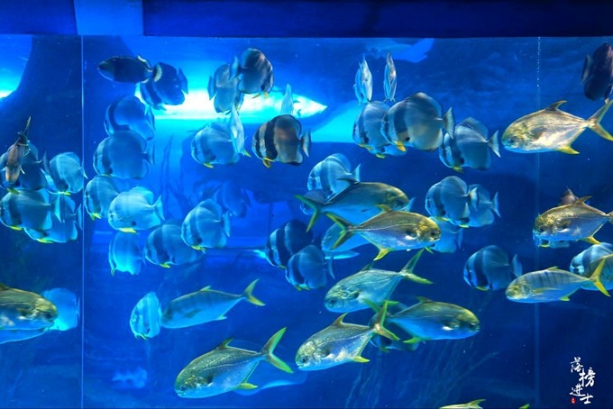 泉城欧乐堡动物王国夏天怎么去,泉城欧乐堡梦幻世界星空过山车